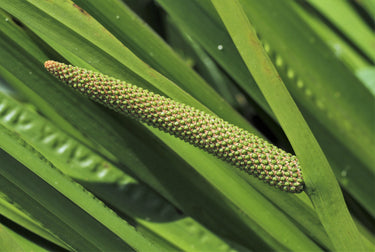 250 SWEET FLAG GRASS Wetland Pond Acorus Calamus Ornamental Seeds